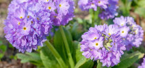 <i>Primula denticulata</i> Sm. (Primulaceae) - drumstick primula; distribution: Afghanistan to S-China - photo: Wolfgang Stuppy; ©RUB