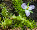 <i>Mayaca fluviatilis</i> Aublet (Mayacaceae) - bog moss; distribution: trop. & subtr. America - photo: Wolfgang Stuppy; ©RUB