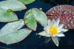 <i>Nymphaea alba</i> L. (Nymphaeaceae) - white waterlily; distribution: Europe to W-Himalaya, N-Africa - photo: Wolfgang Stuppy; ©RUB