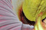 <i>Amorphophallus titanum</i> (Becc.) Becc. (Araceae) - titan arum, flowering at the Botanic Garden on 10-09.2017; distribution: Sumatra (Indonesia) - photo: Wolfgang Stuppy; ©RUB