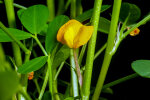 <i>Arachis hypogaea</i> L. (Fabaceae) - peanut; distribution: central-Brazil - photo: Wolfgang Stuppy; ©RUB