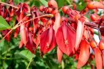 <i>Erythrina crista-galli</i> L. (Fabaceae) - cockspur coral tree; distribution: Brazil to N-Argentinia - photo: Wolfgang Stuppy; ©RUB