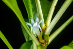 <i>Myrmephytum selebicum</i> (Becc.) Becc. (Rubiaceae) - Sulawesi ant plant; distribution: Philippines to Sulawesi - photo: Wolfgang Stuppy; ©RUB