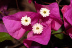 <i>Bougainvillea x buttiana</i> Holttum & Standl. (Nyctaginaceae); hybrid - photo: Wolfgang Stuppy; ©RUB