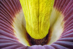 <i>Amorphophallus titanum</i> (Becc.) Becc. (Araceae) - titan arum, flowering at the Botanic Garden on 10-09.2017; distribution: Sumatra (Indonesia) - photo: Wolfgang Stuppy; ©RUB