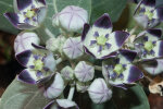 <i>Calotropis pocera</i> (Aiton) W.T.Aiton (syn. <i>Asclepias procera</i> Aiton, Apocynaceae) - apple of Sodom; distribution: Makaronesien, Afrika bis Indochina - photo: Wolfgang Stuppy; ©RUB