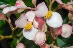 <i>Begonia majungaensis</i> Guillaumin (Begoniaceae); distribution: Madagascar - photo: Wolfgang Stuppy; ©RUB