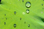 <i>Nelumbo nucifera</i> Gaertn. (Nelumbonaceae) - sacred lotus, leaf showing lotos effect; Distribution: Asia, Australia - photo: Wolfgang Stuppy; ©RUB