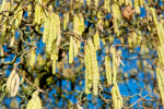 <i>Corylus avellana 'Contorta'</i> L. (Betulaceae) - corkscrew hazel, cultivar of the common hazel - photo: Wolfgang Stuppy; ©RUB