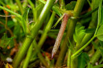 <i>Arachis hypogaea</i> L. (Fabaceae) - peanut, young fruit heading down for the soil; distribution: central-Brazil - photo: Wolfgang Stuppy; ©RUB