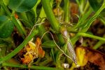 <i>Arachis hypogaea</i> L. (Fabaceae) - peanut, young fruit heading down for the soil; distribution: central-Brazil - photo: Wolfgang Stuppy; ©RUB