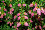 <i>Picea orientalis</i> (L.) Peterm. (Pinaceae) - Caucasian spruce, male cones; distribution: N-Turkey to Caucasus - photo: Wolfgang Stuppy; ©RUB