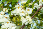 <i>Halesia carolina</i> L. (syn. <i>H. monticola</i> (Rehder) Sarg.), Styracaceae) - Carolina silverbells; distribution: SE-USA - photo: Wolfgang Stuppy; ©RUB