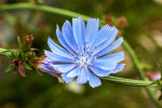 <i>Cichorium intybus</i> L. (Asteraceae) - common chicory; distribution: Eurasia and N-Africa - photo: Wolfgang Stuppy; ©RUB