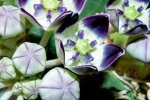 <i>Calotropis pocera</i> (Aiton) W.T.Aiton (syn. <i>Asclepias procera</i> Aiton, Apocynaceae) - apple of Sodom; distribution: Makaronesien, Afrika bis Indochina - photo: Wolfgang Stuppy; ©RUB