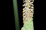 <i>Taccarum weddellianum</i> Brongn. ex Schott (Araceae); distribution: South America - photo: Wolfgang Stuppy; ©RUB