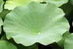 <i>Nelumbo nucifera</i> Gaertn. (Nelumbonaceae) - sacred lotus; Distribution: Asia, Australia - photo: Wolfgang Stuppy; ©RUB