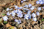 i>Hepatica nobilis</i> Schreb. (syn. <i>Anemone hepatica</i> L. Ranunculaceae) - liverwort; distribution: Europe to Sibieria - photo: Wolfgang Stuppy; ©RUB