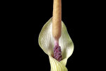 <i>Amorphophallus ongsakulii</i> Hett. & A.Galloway (Araceae) - Ongsakul's dwarf Amorphophallus; distribution: Laos - photo: Wolfgang Stuppy; ©RUB