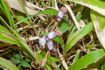 <i>Aeginetia indica</i> L. (Orobanchaceae) - Indian broomrape; distribution: trop. & subtrop. Asia - photo: Wolfgang Stuppy; ©RUB