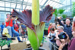 <i>Amorphophallus titanum</i> (Becc.) Becc. (Araceae) - titan arum flowering at the Botanic Garden on 10.09.2017; distribution: Sumatra (Indonesia) - photo: Wolfgang Stuppy; ©RUB