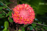 <i>Brownea grandiceps</i> Jacq. (Fabaceae) - rose of Venezuela; distribution: South America - photo: Wolfgang Stuppy; ©RUB