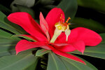 <i>Euphorbia punicea</i>SwL. (Euphorbiaceae) - Jamaican Poinsettia; distribution: Jamaica - photo: Wolfgang Stuppy; ©RUB