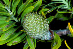 <i>Agathis australis</i> (D.Don) Lindl. (Araucariaceae) - kauri; distribution: New Zealand (North Island) - photo: Wolfgang Stuppy; ©RUB