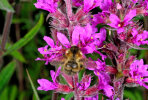 <i>Lythrum salicaria</i> L. (Lythraceae) - purple loosestrife; distribution: temperate Eurasia, NW-Africa and Ethiopia - photo: Wolfgang Stuppy; ©RUB