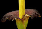 <i>Amorphophallus titanum</i> (Becc.) Becc. (Araceae) - titan arum, flowering at the Botanic Garden on 10-09.2017; distribution: Sumatra (Indonesia) - photo: Wolfgang Stuppy; ©RUB