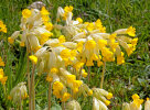 <i>Primula veris</i> L. (Primulaceae) - common cowslip; distribution: Europe - photo: Wolfgang Stuppy; ©RUB