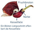 <i>Aristolochia arborea</i> Linden (Aristolochiaceae) - longitudinal section of flower; distribution: S-Mexico - photo: Wolfgang Stuppy; ©RUB