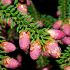 <i>Picea orientalis</i> (L.) Peterm. (Pinaceae) - Caucasian spruce, male cones; distribution: N-Turkey to Caucasus - photo: Wolfgang Stuppy; ©RUB