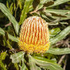 <i>Banksia menziesii</i> R.Br. (Proteaceae) - firewood banksia; distribution: Western Australia - photo: Wolfgang Stuppy; ©RUB