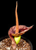 <i>Amorphophallus henryi</i> N.E.Br. (Araceae) - Henry's voodo lily; distribution: Taiwan - photo: Wolfgang Stuppy; ©RUB