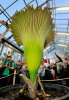 <i>Amorphophallus titanum</i> (Becc.) Becc. (Araceae) - titan arum flowering at the Botanic Garden on 10.09.2017; distribution: Sumatra (Indonesia) - photo: Wolfgang Stuppy; ©RUB