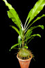 <i>Myrmephytum selebicum</i> (Becc.) Becc. (Rubiaceae) - Sulawesi ant plant; distribution: Philippines to Sulawesi - photo: Wolfgang Stuppy; ©RUB