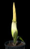 <i>Amorphophallus titanum</i> (Becc.) Becc. (Araceae) - titan arum shortly before flowering; distribution: Sumatra (Indonesia) - photo: Wolfgang Stuppy; ©RUB