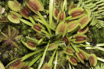 <i>Dionaea muscipula</i> J.Ellis (Droseraceae) - Venus fly trap; distribution: SO-USA (North Carolina to South Carolina) - photo: Wolfgang Stuppy; ©RUB