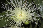 <i>Syzygium jambos</i> (L.) Alston (Myrtaceae) - rose apple; Rosenapfel; distribution: S-China to W-Malesia - photo: Wolfgang Stuppy; ©RUB