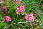 <i>Grevillea rosmarinifolia</i> R.Cunn. (Proteaceae) - rosemary grevillea; distribution: Australia - photo: Wolfgang Stuppy; ©RUB