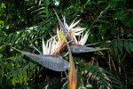 <i>Strelitzia nicolai</i> Regel & Körn. (Strelitziaceae) - wild banana, giant white bird of paradise; distribution: southern Africa - photo: Wolfgang Stuppy; ©RUB