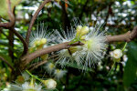 <i>Syzygium samarangense</i> (Blume) Merr. & L.M.Perry (Myrtaceae) - Java apple; distribution: NE-India to Vanuatu - photo: Wolfgang Stuppy; ©RUB