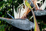 <i>Strelitzia nicolai</i> Regel & Körn. (Strelitziaceae) - wild banana, giant white bird of paradise; distribution: southern Africa - photo: Wolfgang Stuppy; ©RUB