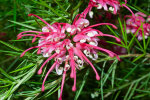 <i>Grevillea rosmarinifolia</i> R.Cunn. (Proteaceae) - rosemary grevillea; distribution: Australia - photo: Wolfgang Stuppy; ©RUB