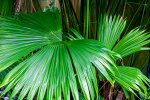 <i>Carludovica palmata</i> Ruiz & Pav. (Cyclanthaceae) - Panama hat plant, toquilla palm; distribution: S-Mexico to Bolivia - photo: Wolfgang Stuppy; ©RUB