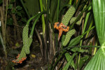 <i>Carludovica palmata</i> Ruiz & Pav. (Cyclanthaceae) - Panama hat plant, toquilla palm; distribution: S-Mexico to Bolivia - photo: Wolfgang Stuppy; ©RUB