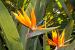 <i>Strelitzia reginae</i> Banks (Strelitziaceae) - crane flower, bird of paradise; distribution: South Africa - photo: Wolfgang Stuppy; ©RUB