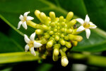 <i>Morinda citrifolia</i> L. (Rubiaceae) - Indian mulberry, noni, vomit fruit; distribution: SE-Asia to Australia - photo: Wolfgang Stuppy; ©RUB