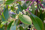 <i>Catha edulis</i> (Vahl) Endl. (Celastraceae)- kath, qat; distribution: Eritrea to South Africa, Yemen - photo: Wolfgang Stuppy; ©RUB